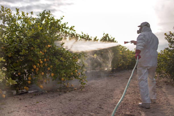 Best Bed Bug Extermination  in Smithville, TN