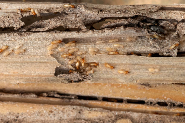 Best Affordable Pest Control Services  in Smithville, TN